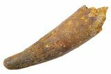 Fossil Spinosaurus Tooth - Feeding Worn Tip #345564-1